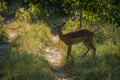 Backlit female impala crossing sunlit woodland track