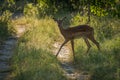 Backlit female impala crossing track in woods