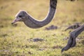 Backlit Female Ostrich