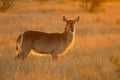 Backlit female waterbuck antelope - Kruger National Park