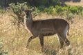 Backlit female waterbuck crosses grass in sunshine