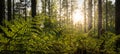 Backlit fern in the forest Royalty Free Stock Photo