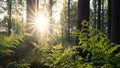 Backlit fern in the forest