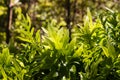 Backlit fern fronds