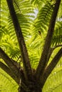 Backlit Fern Royalty Free Stock Photo