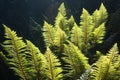 Backlit fern leaves