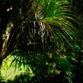 Backlit fern leaves, with symmetrical fronds, native bush, west coast, south island, New Zealand Royalty Free Stock Photo