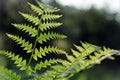 Backlit Field Fern Basks in Nature's Glow Royalty Free Stock Photo