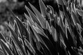 Backlit flower leafs in black and white