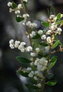 Backlit flowers and distinctive leaves or phyllodes of the Australian native Myrtle Wattle, Acacia myrtifolia, family Fabaceae Royalty Free Stock Photo