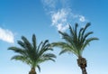 Backlit fresh palm trees on blue sky background. Natural tropical textured abstract background.