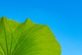 Backlit big green leaf with blue sky background