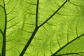 Backlit giant Gunnera plant leaf Royalty Free Stock Photo
