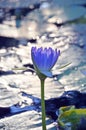 Backlit giant Purple waterlily (Nymphaea) flower