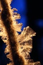 Backlit Golden Hoarfrost Crystals on Branch Royalty Free Stock Photo