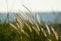 Backlit golden sea grass by ocean Royalty Free Stock Photo