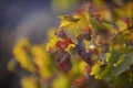 Grape leaves background Royalty Free Stock Photo