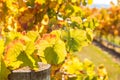 Backlit grapevine leaves in autumn colours with blurred background and copy space