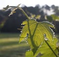 Backlit grapevine