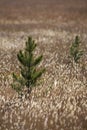 Backlit Grass Royalty Free Stock Photo