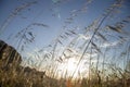 Backlit grass field at golden hour Royalty Free Stock Photo