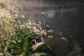 Backlit grass hanging over small pond surface in rainy day