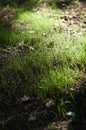 Backlit grass shoots Royalty Free Stock Photo