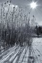 Backlit grass in the snow Royalty Free Stock Photo