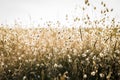 Backlit grass at the beach Royalty Free Stock Photo