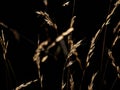 Backlit grass Royalty Free Stock Photo