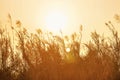 Backlit grass at sunset,vintage tone Royalty Free Stock Photo