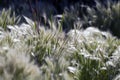 Backlit grasses