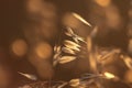 Backlit Grasses Royalty Free Stock Photo
