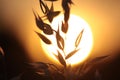 Backlit Grasses Royalty Free Stock Photo