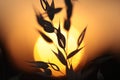 Backlit Grasses Royalty Free Stock Photo