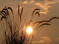 Backlit Grasses Royalty Free Stock Photo