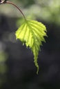 Backlit Gray Birch leaf in springtime Royalty Free Stock Photo