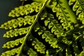 Backlit green fern