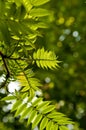 Backlit green fresh leaves