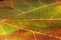 Backlit green and golden leaf Royalty Free Stock Photo