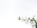 Backlit green lavender leaf branches with white background