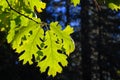 Backlit green leaf in a forest against a deep blue sky