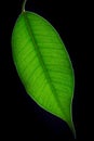 Backlit green leaf Royalty Free Stock Photo