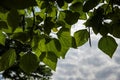 backlit green leaves and cloud sky