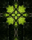 Backlit green leaves cross