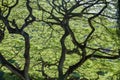Backlit green leaves of a Monkey Pod Tree Royalty Free Stock Photo