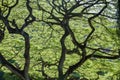 Backlit green leaves of a Monkey Pod Tree