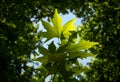 Backlit Green Leaves of Plane Tree in Summer against Blue Sky