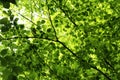 Backlit green leaves of trees