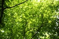 Backlit green leaves of trees